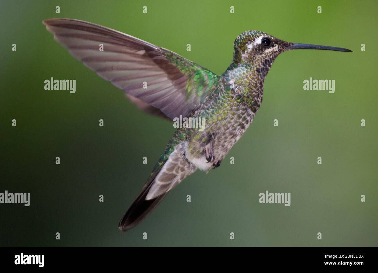 Magnificent hummingbird (Eugenes fulgens) immature, flying, Milpa Alta Forest, Mexico, May Stock Photo