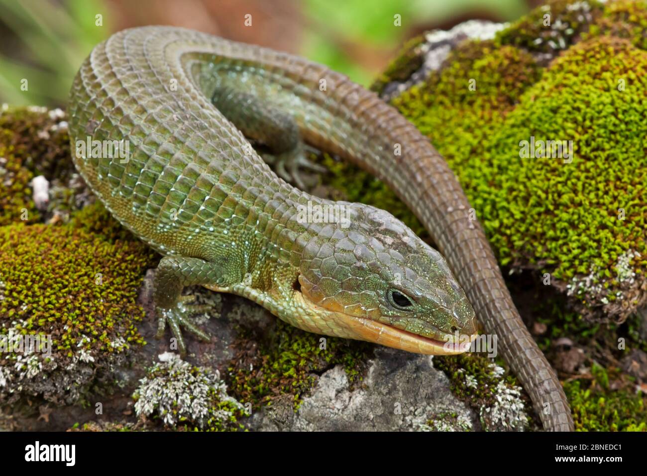 Imbricate alligator lizard (Barisia imbricata), Milpa Alta Forest, Mexico, July Stock Photo