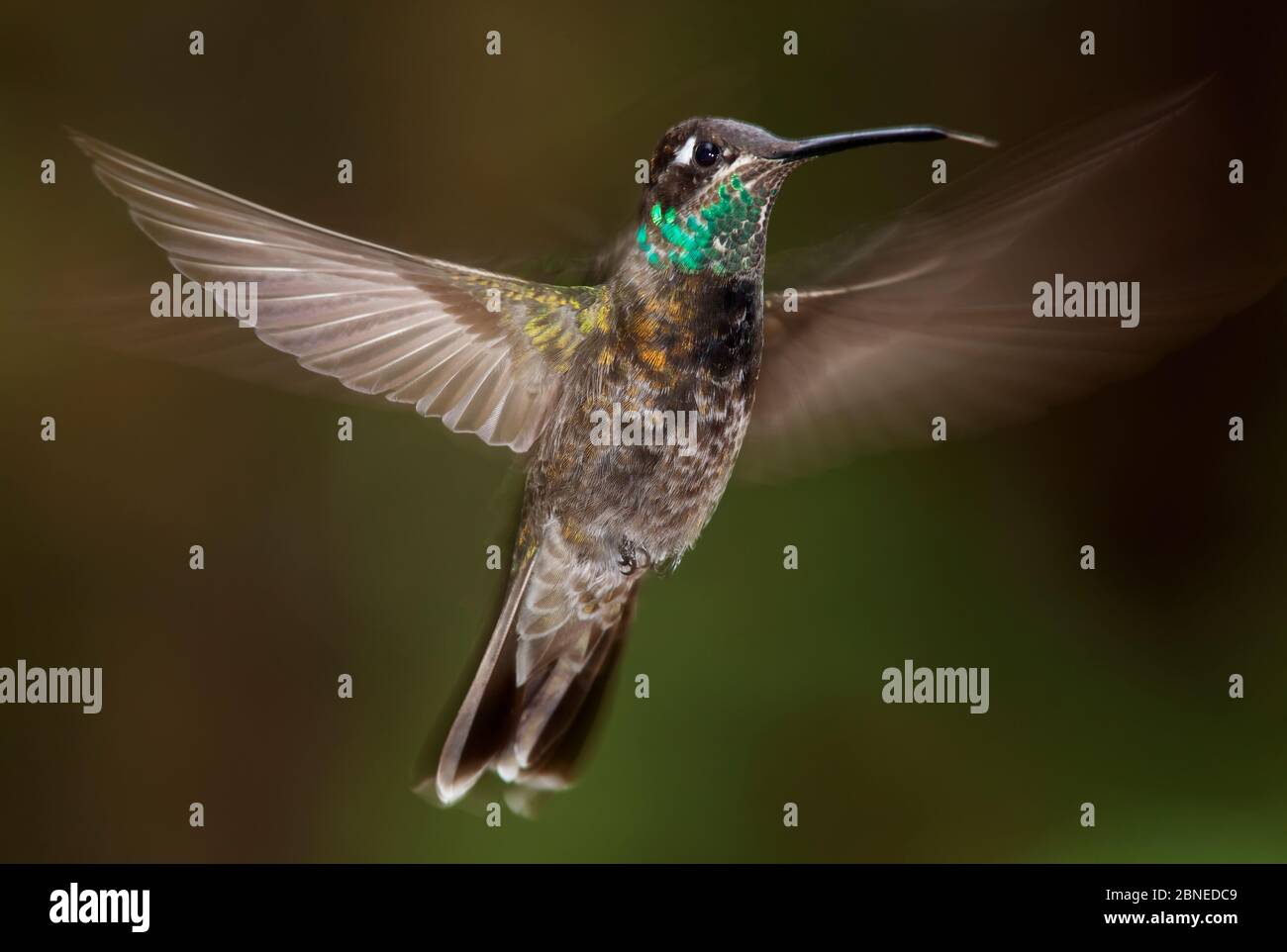 Magnificent hummingbird (Eugenes fulgens) immature male, flying, Milpa Alta Forest, Mexico, May Stock Photo