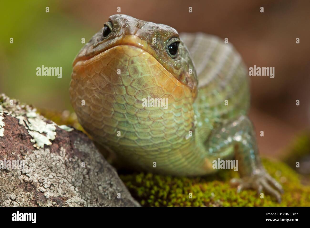 Imbricate alligator lizard (Barisia imbricata), Milpa Alta Forest, Mexico, July Stock Photo