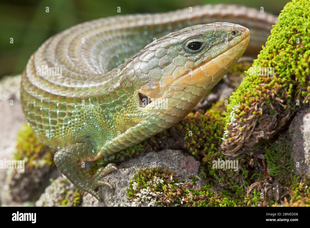 Imbricate alligator lizard (Barisia imbricata), Milpa Alta Forest, Mexico, July Stock Photo