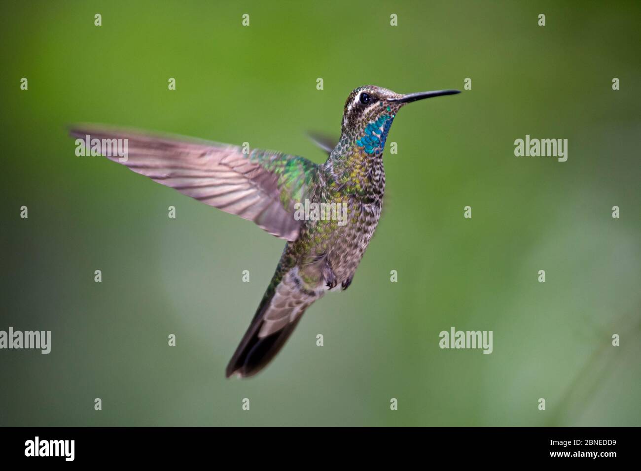 Magnificent hummingbird (Eugenes fulgens) immature male flying, Milpa Alta Forest, Mexico, May Stock Photo