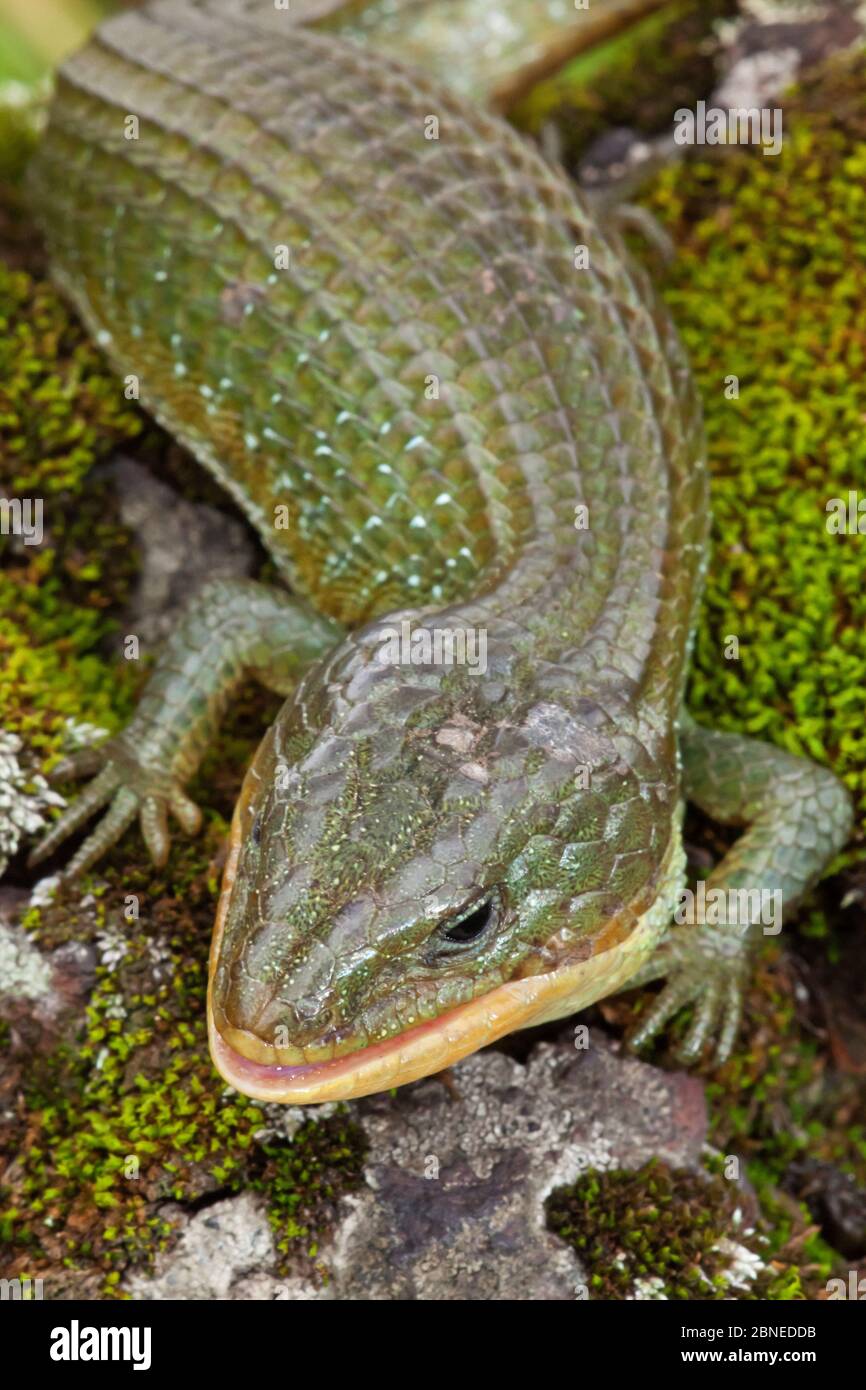 mexico-milpa-alta-hi-res-stock-photography-and-images-alamy