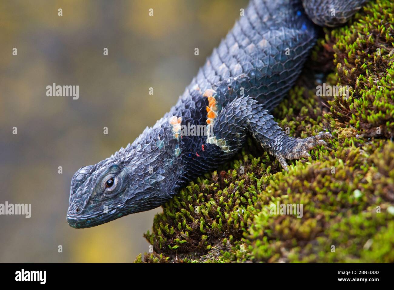 Sceloporus torquatus hires stock photography and images Alamy