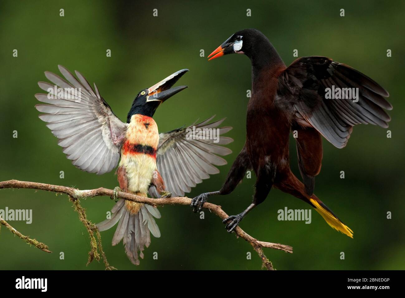 Collared aracari (Pteroglossus torquatus) squabbling with Montezuma oropendola (Psarocolius montezuma) Costa Rica. Stock Photo