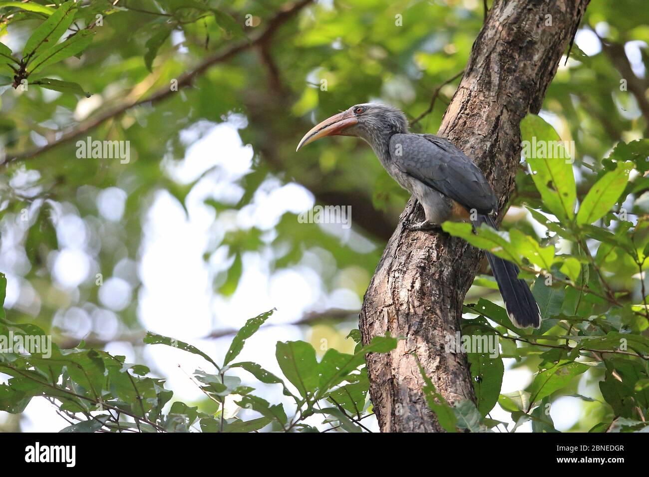 Malabar Grey Hornbill (Ocyceros griseus) Goa India Stock Photo