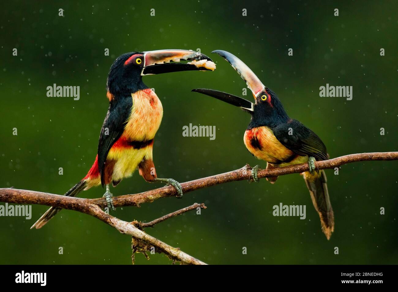 Collared aracari (Pteroglossus torquatus) two perched, possibly courtship feeding, Costa Rica. Stock Photo
