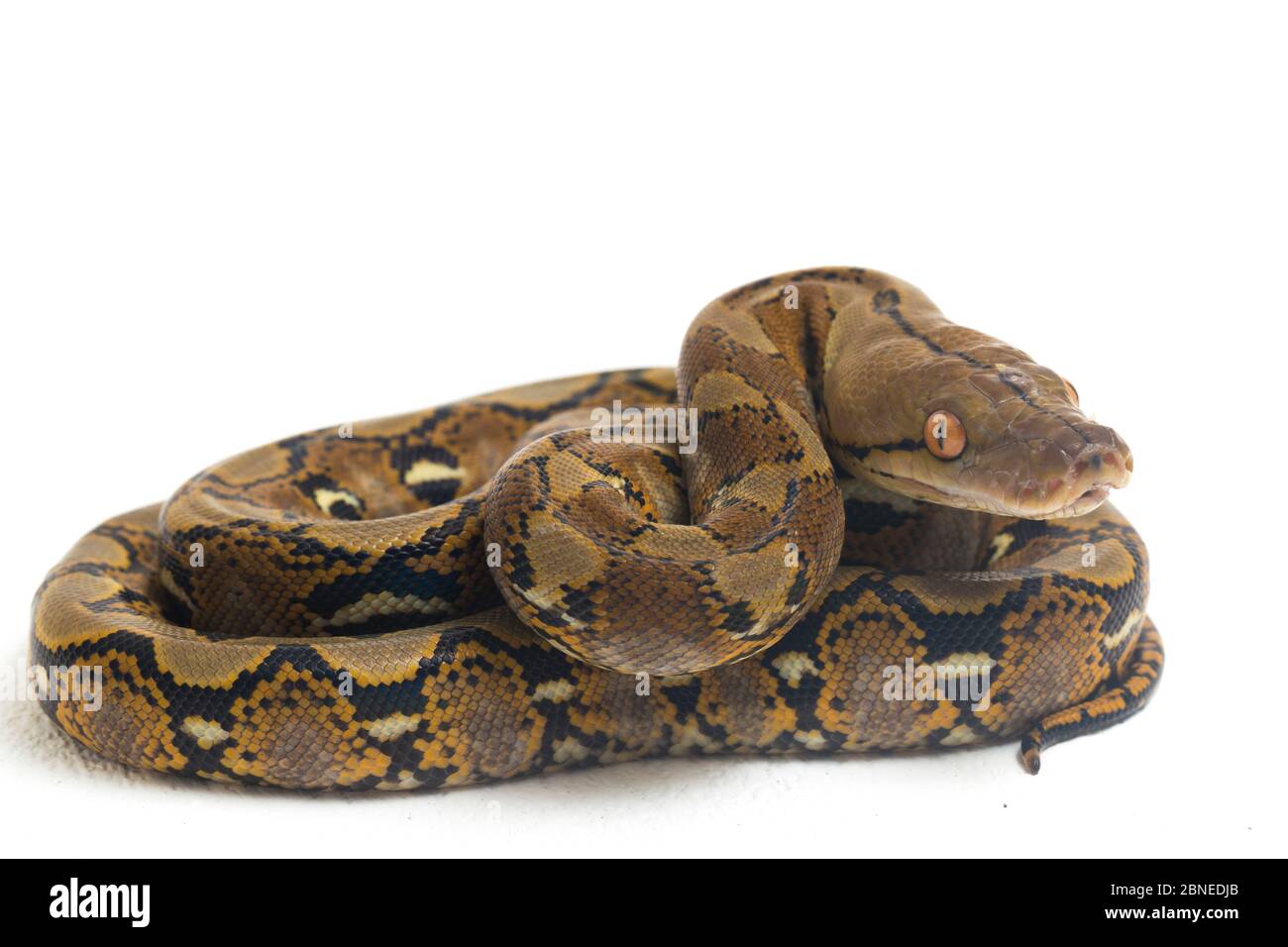 Reticulated Python (Python reticulatus) isolated on white background ...