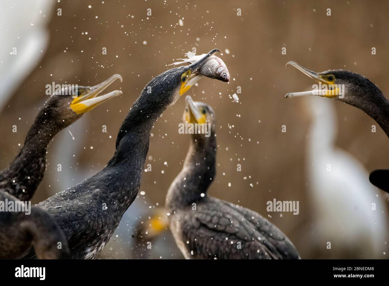 Cormorants (Phalacrocorax carbo) squabbling over fish, Pusztaszer, Kiskunsagi National Park, Hungary, November. Stock Photo