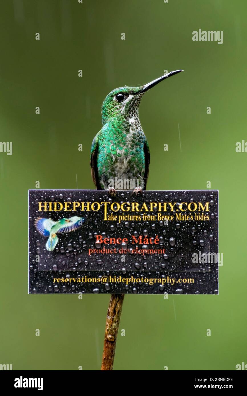 Green-crowned brilliant hummingbird (Heliodoxa jacula) on sign for Bence Mate's HidePhotography.com, which rents out hides for wildlife photography. C Stock Photo