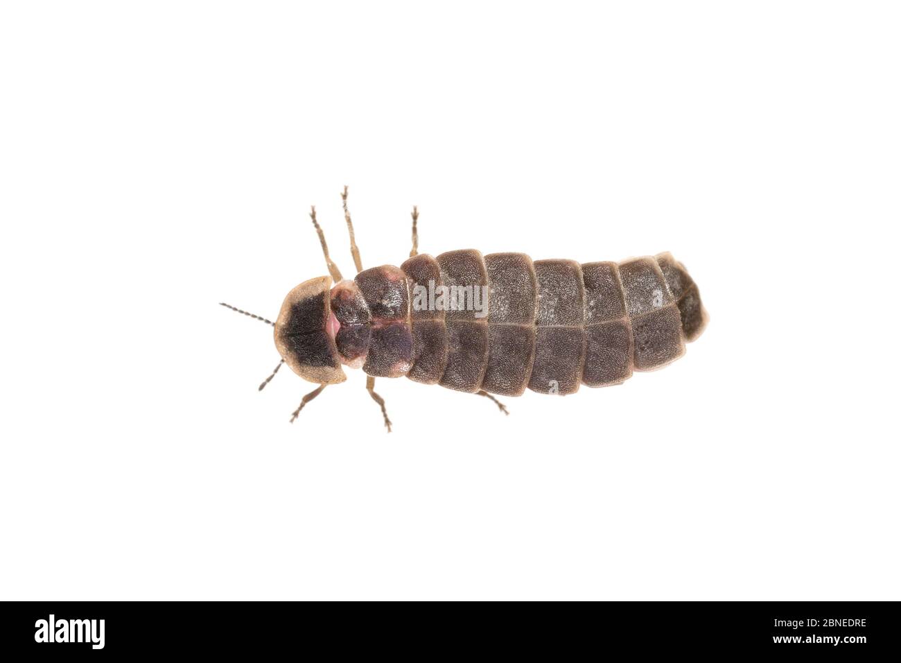Glow worm Cut Out Stock Images & Pictures - Alamy