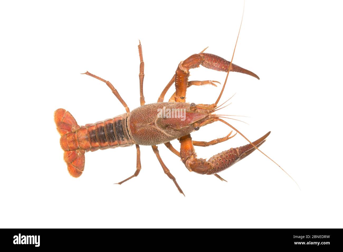 White river crayfish (Procambarus acutus) adult, The Netherlands, May,  Meetyourneighbours.net project Stock Photo
