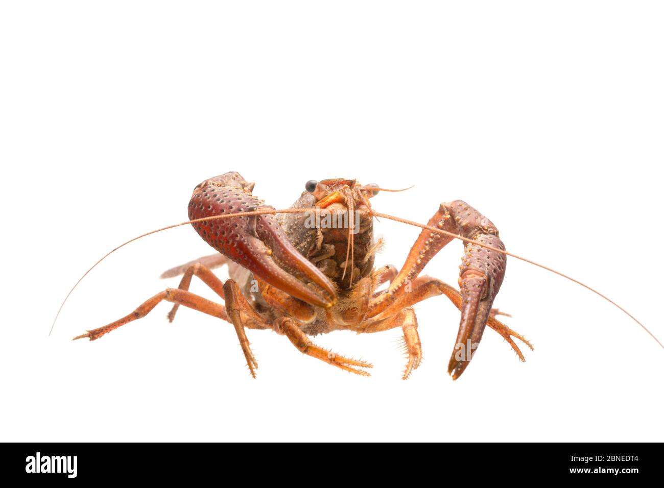 White river crayfish (Procambarus acutus) adult, The Netherlands, May, Meetyourneighbours.net project Stock Photo