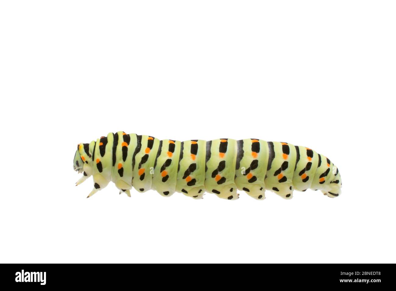 Common yellow swallowtail butterfly (Papilio machaon) caterpillar