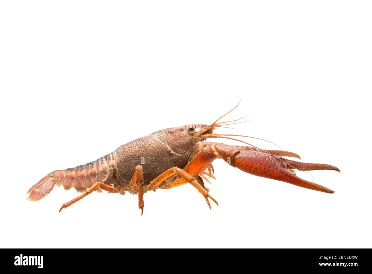 White river crayfish (Procambarus acutus) adult, The Netherlands,  May, Meetyourneighbours.net project Stock Photo