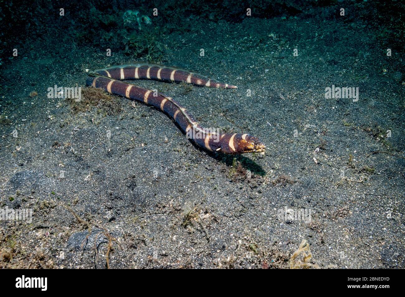 Napoleon snake eel (Ophychthus bonaparti) out of its burrow, swimming over sandy bottom.  Lembeh Strait, North Sulawesi, Indonesia. Stock Photo
