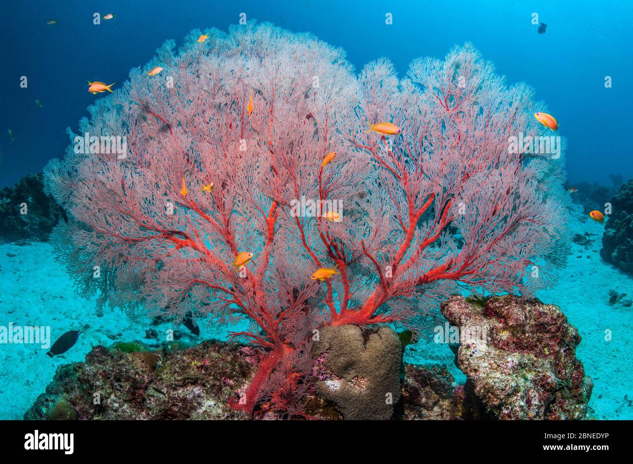 Gorgonian sea fan (Melithaea sp.) with Lyretail anthias (Pseudanthias squamipinnis) Similan Islands, Andaman Sea, Thailand. Stock Photo