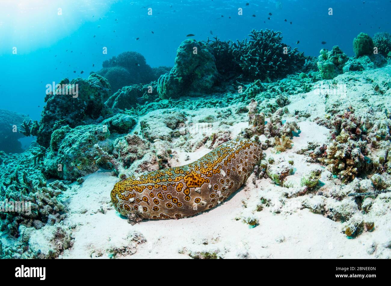 Eyed sea cucumber (Bohadschia argus) on sandy reef slope. Similan Islands, Andaman Sea, Thailand. Stock Photo