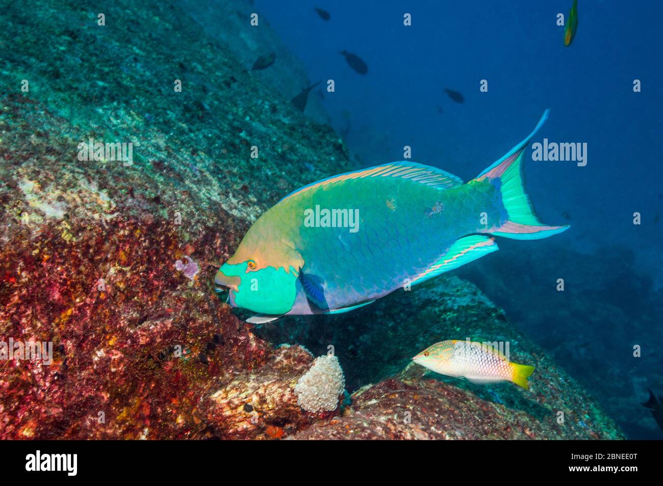 Greenthroat or Singapore parrotfish (Scarus prasiognathus), grazing on a granite boulder, with a small Remora (Echeneis naucrates) attached. Andaman S Stock Photo