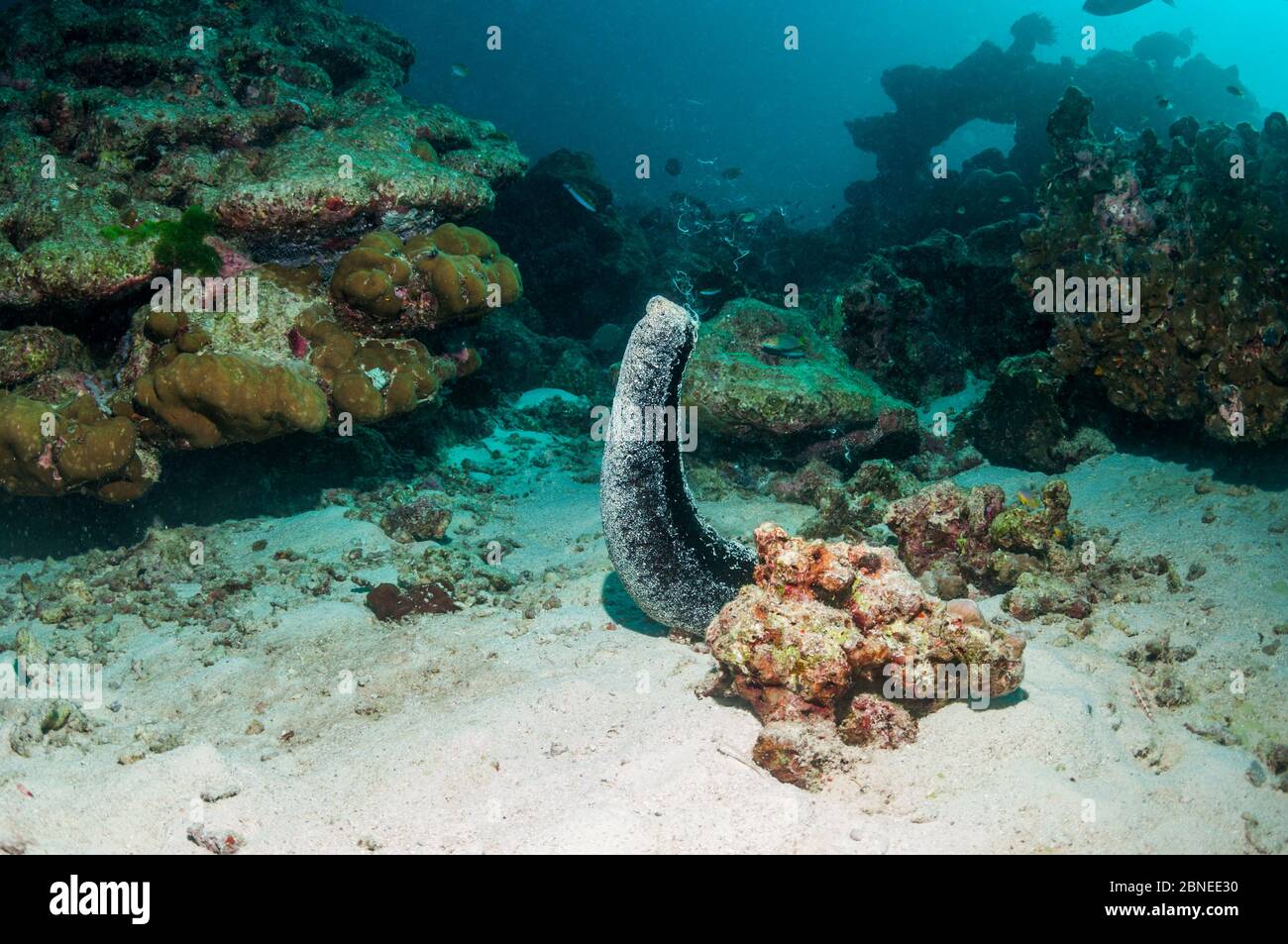 Black sea cucumber (Holothuria atra) rearing up and releasing eggs and sperm. Andaman Sea, Thailand. Stock Photo