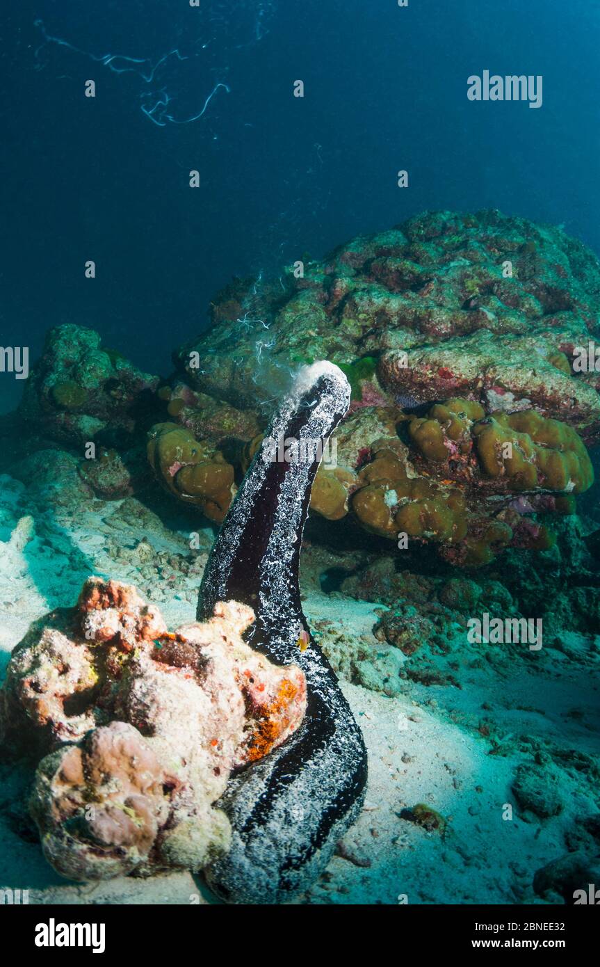 Black sea cucumber (Holothuria atra) rearing up and releasing sperm. Andaman Sea, Thailand. Stock Photo