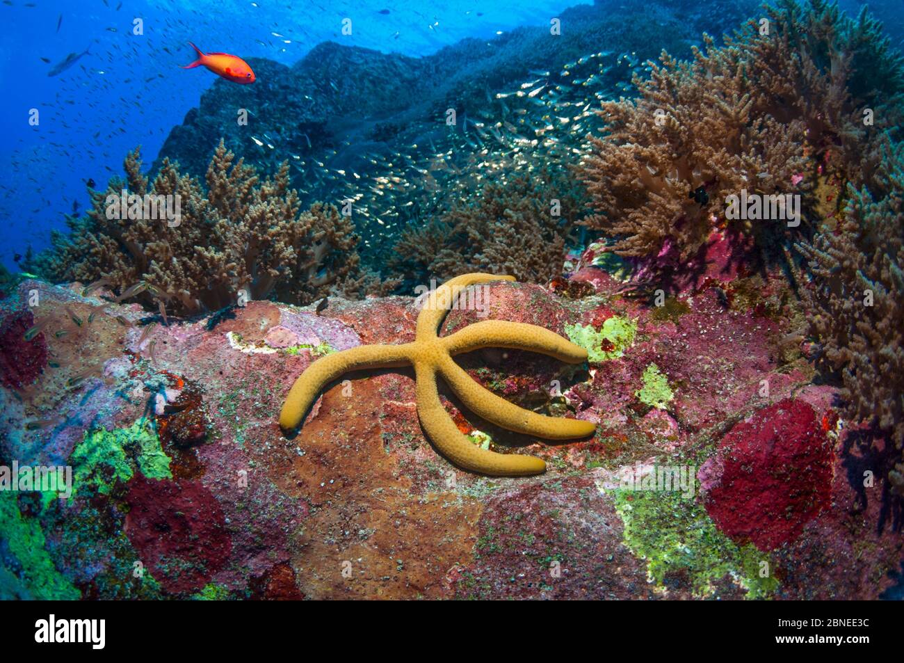 Blue sea star (Linckia laevigata), yellow coloured variation. Andaman Sea, Thailand. Stock Photo