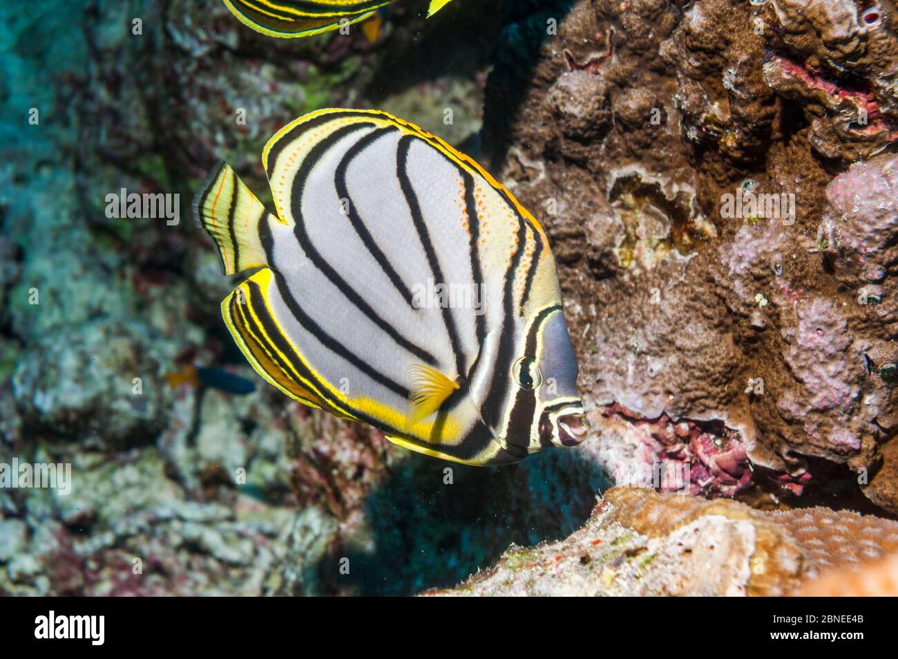 Meyer's butterflyfish (Chaetodon meyeri) Andaman Sea, Thailand. Stock Photo