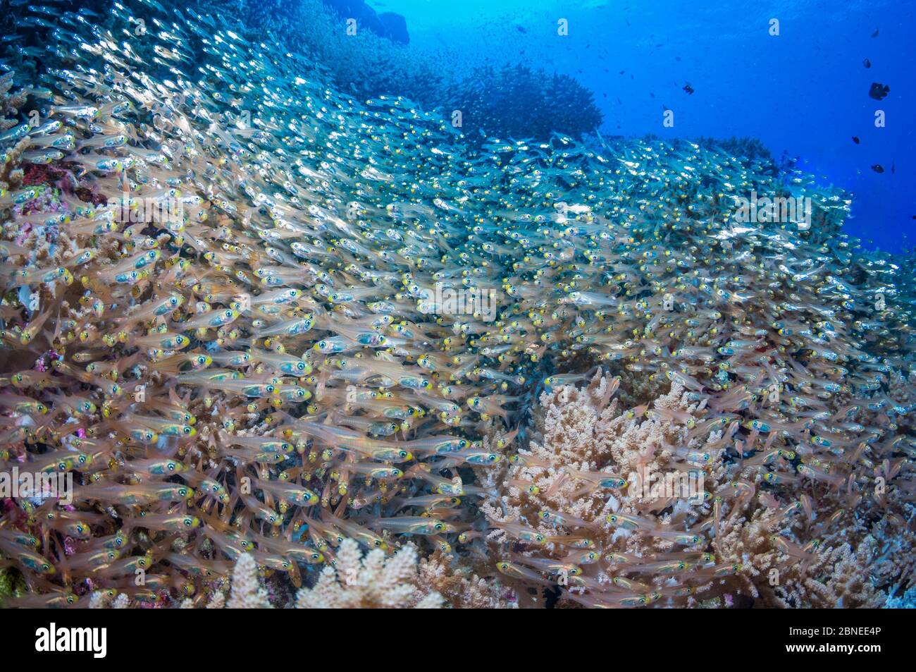 Pygmy sweepers (Parapriacanthus ransonetti) on reef slope. Andaman Sea, Thailand. Stock Photo