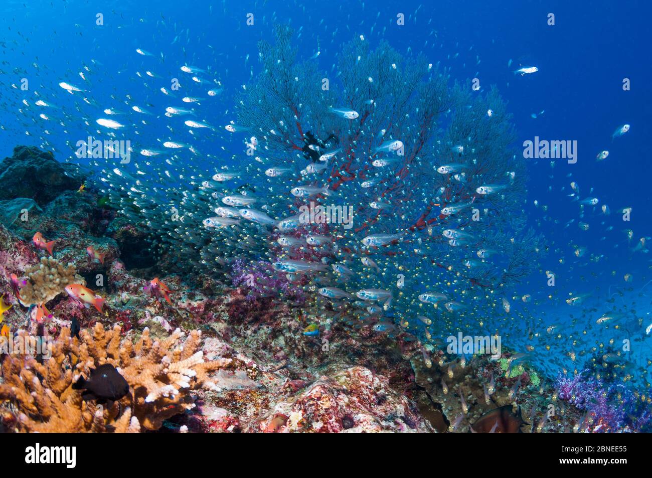 Pygmy sweepers (Parapriacanthus ransonetti) with gorgonian corals. Similan Islands, Andaman Sea, Thailand. Stock Photo