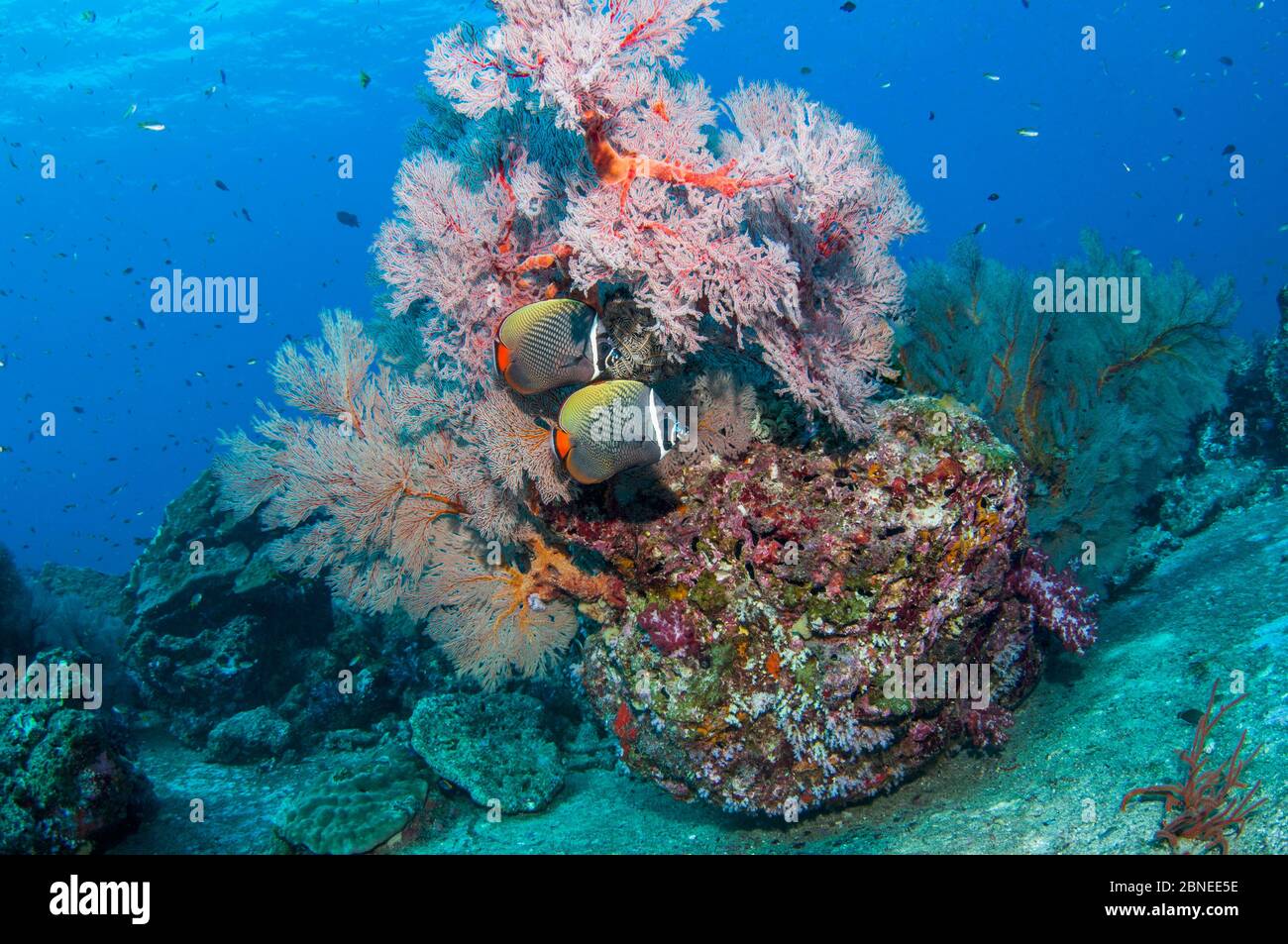 Pair of Redtail butterflyfish (Chaetodon collare) with a Gorgonian sea fan (Melithaea sp.) Andaman Sea, Thailand. Stock Photo