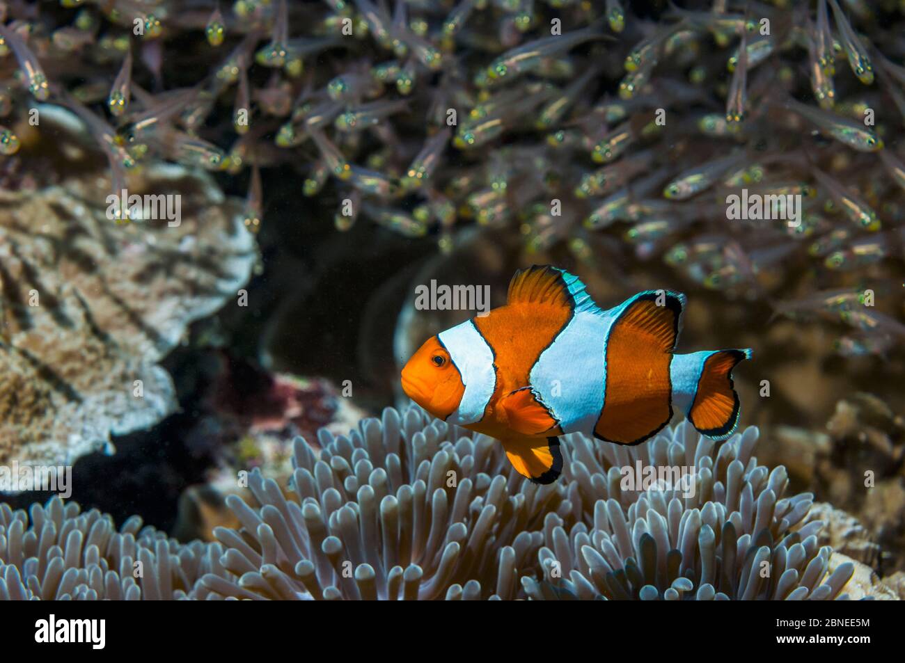 False clown anemonefish or Ocellaris anemonefish (Amphiprion ocellarus) with Pygmy sweepers in background. Mabul, Malaysia. Stock Photo