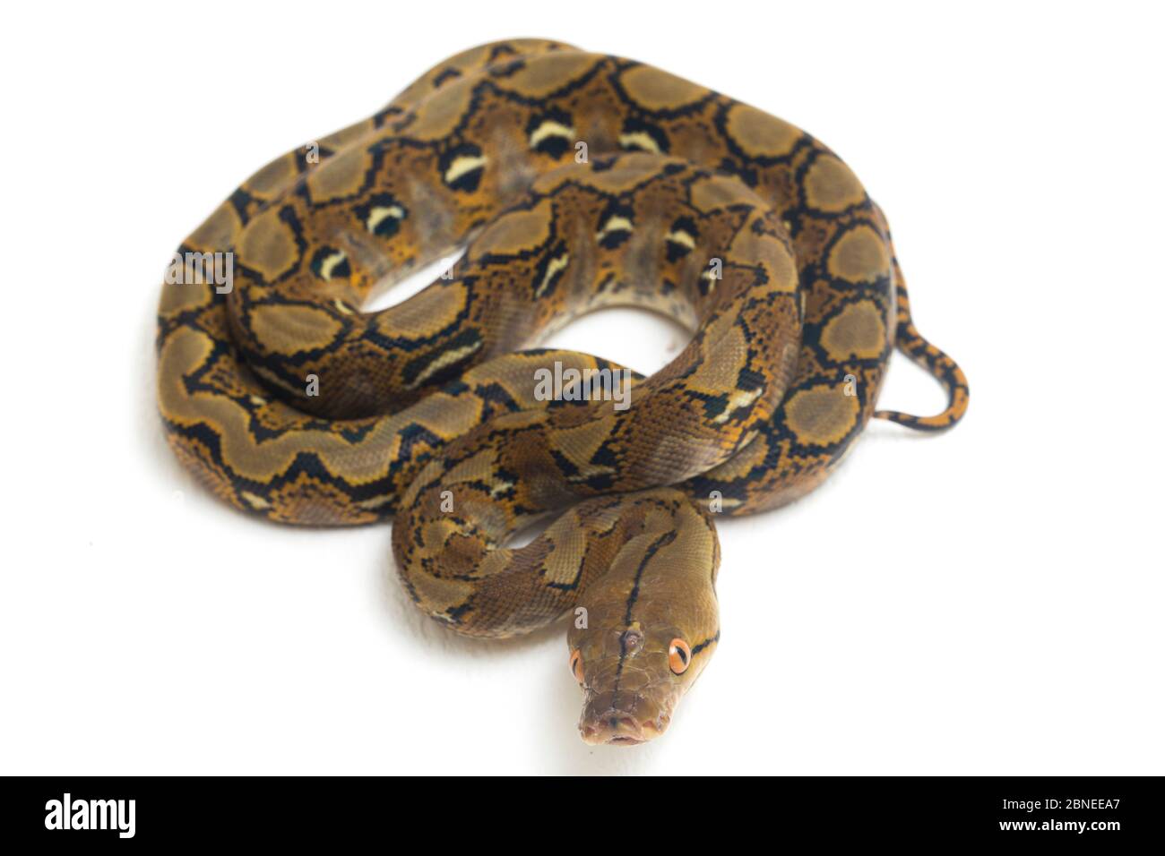 Reticulated Python (Python reticulatus) isolated on white background ...