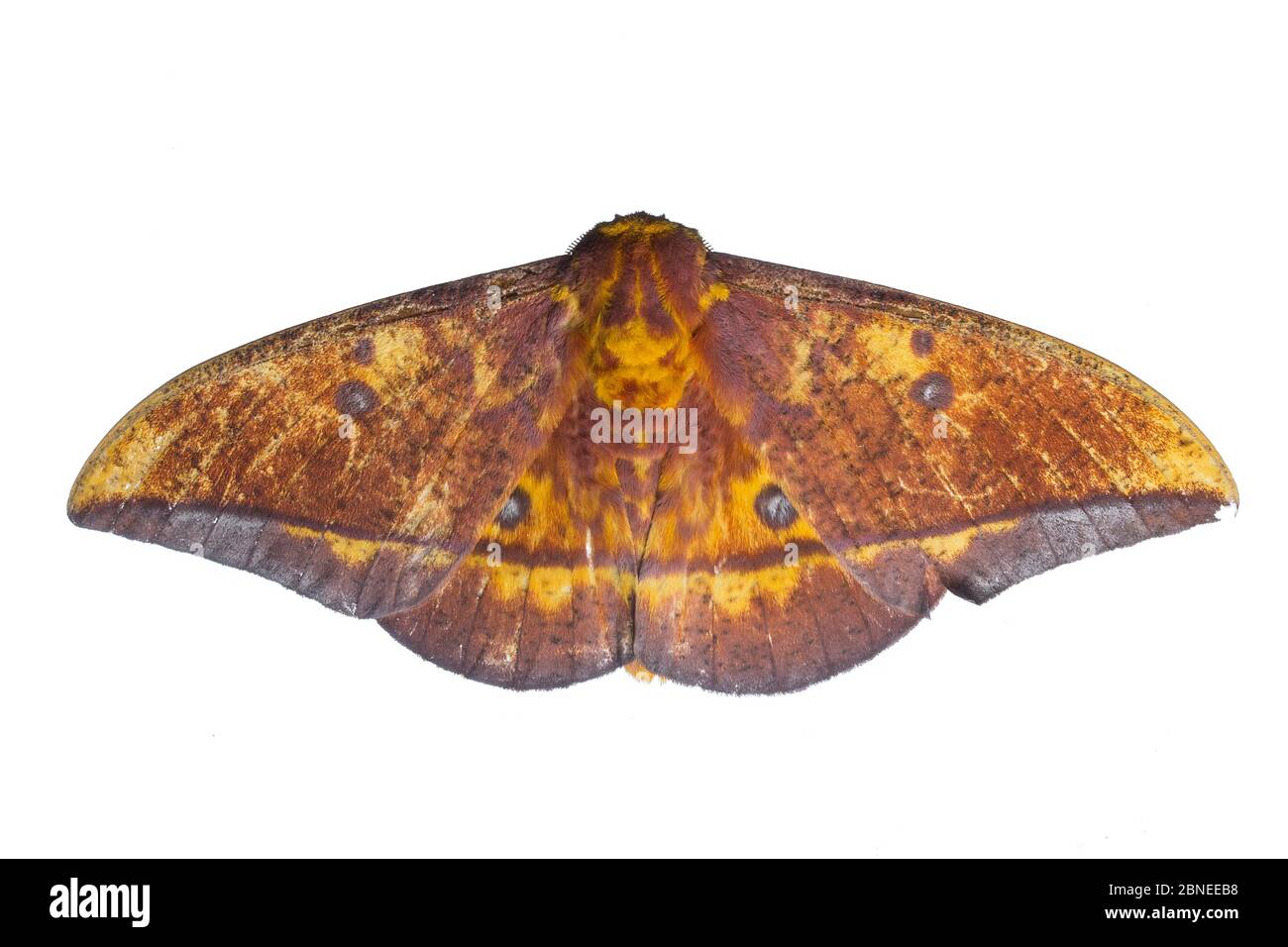 Saturniid moth (Eacles sp.) cloud forest of Mashpi, Ecuador. Meetyourneighbours.net project Stock Photo