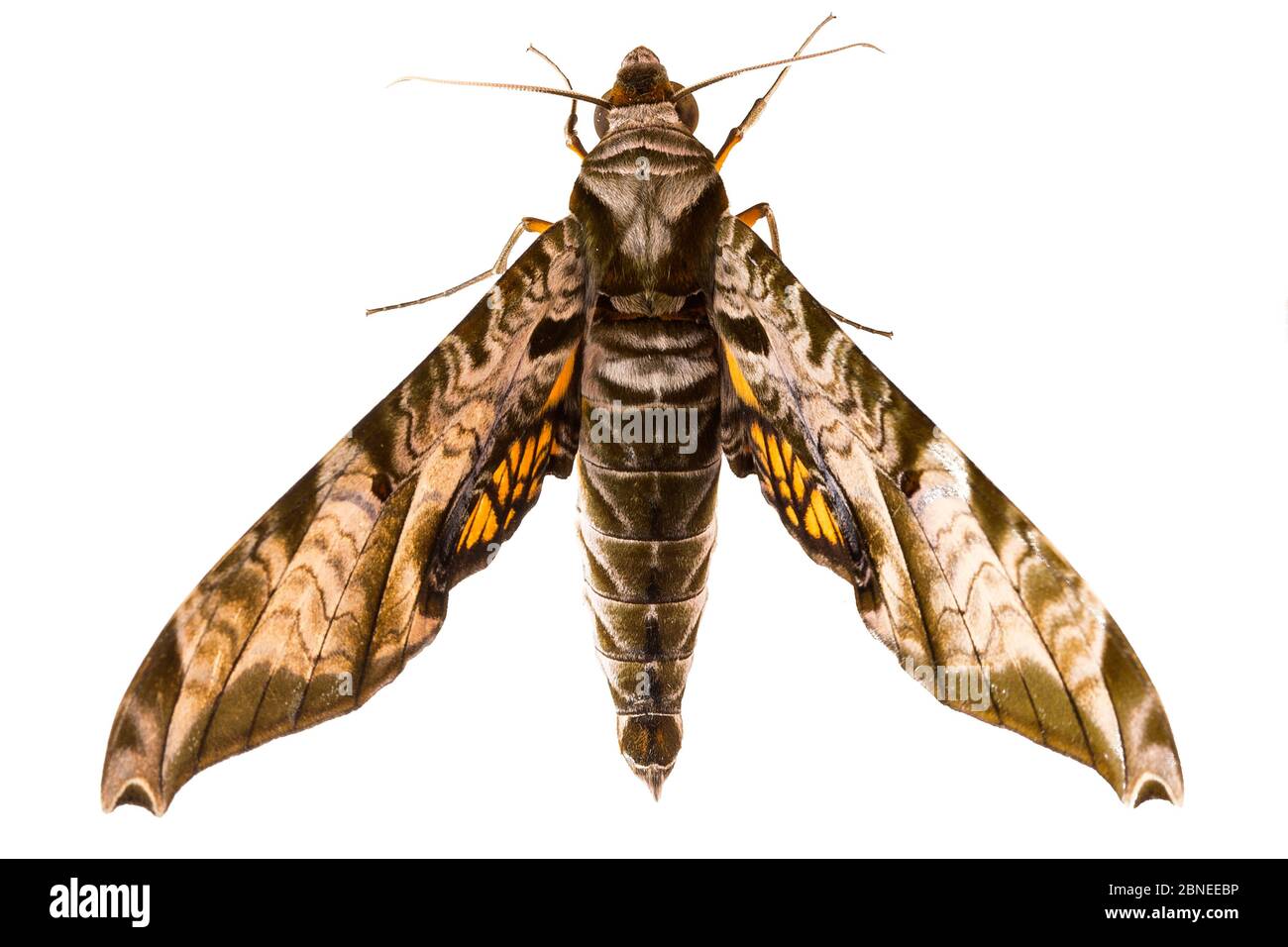 Hawk moth (Protambulyx eurycles) Mashpi, Ecuador. Meetyourneighbours.net project Stock Photo