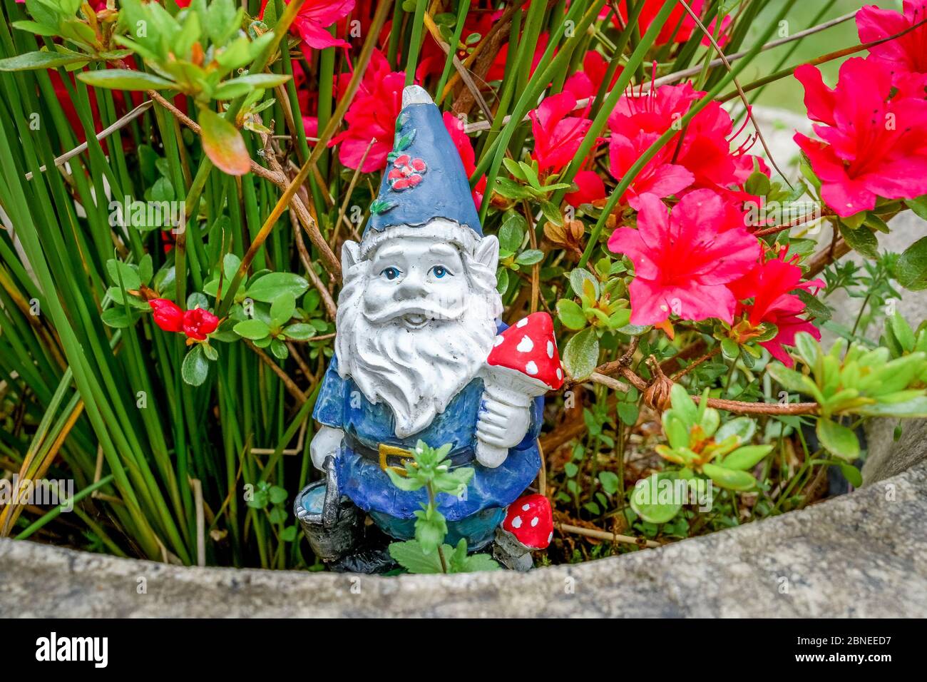 Gnome in garden planter Stock Photo Alamy