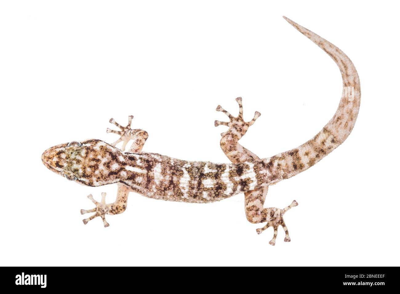 House gecko (Phyllodactylus sp.) Cerro Seco, Bahia de Caraquez, Ecuador. Meetyourneighbours.net project Stock Photo