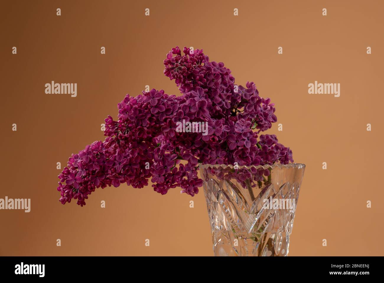 Still life with blooming branches of purple lilac in vase Stock Photo ...