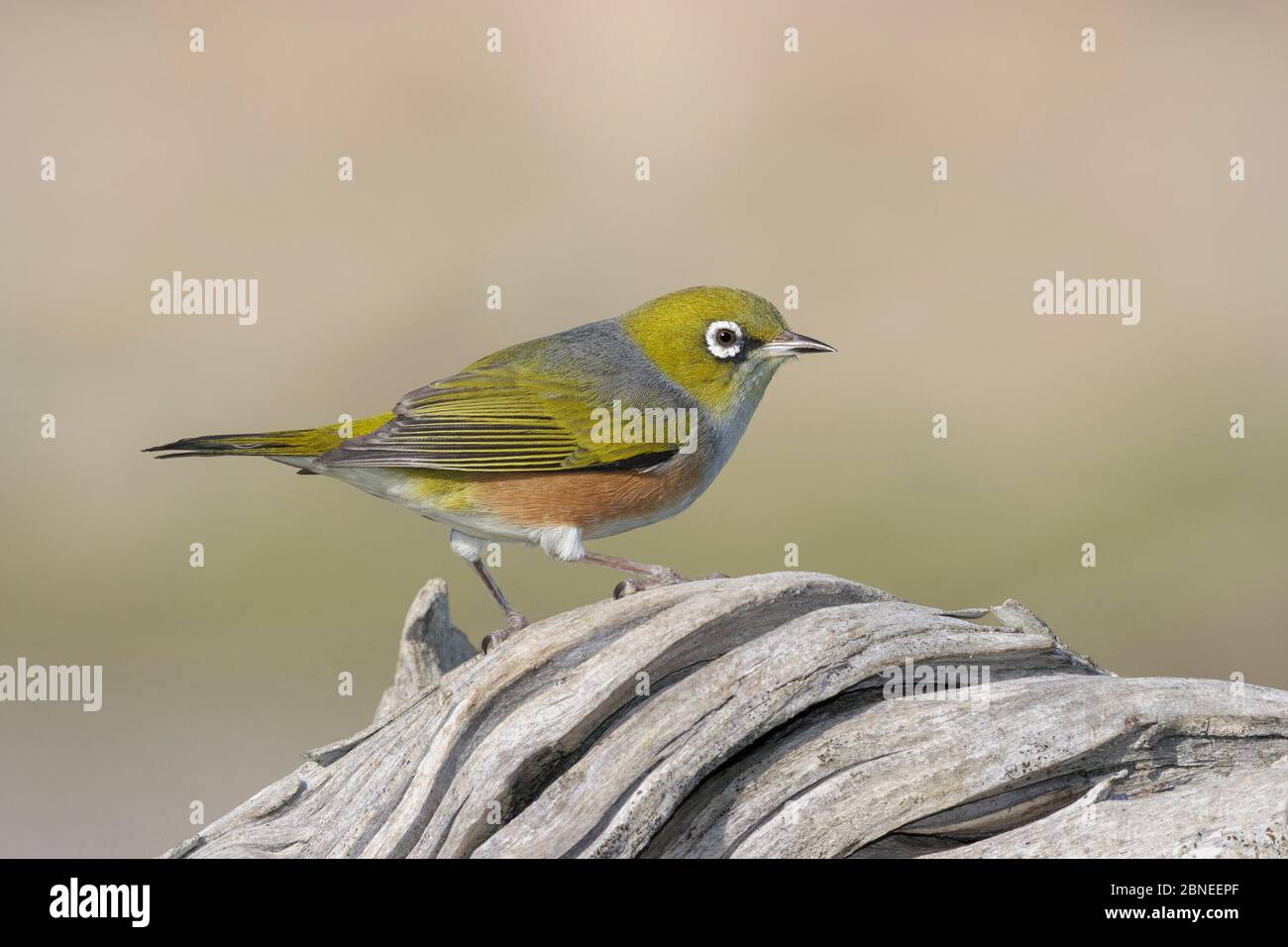 Silvereye or wax-eye (Zosterops lateralis) perched on driftwood. Birdlings Flat, Canterbury, New Zealand. August. Stock Photo
