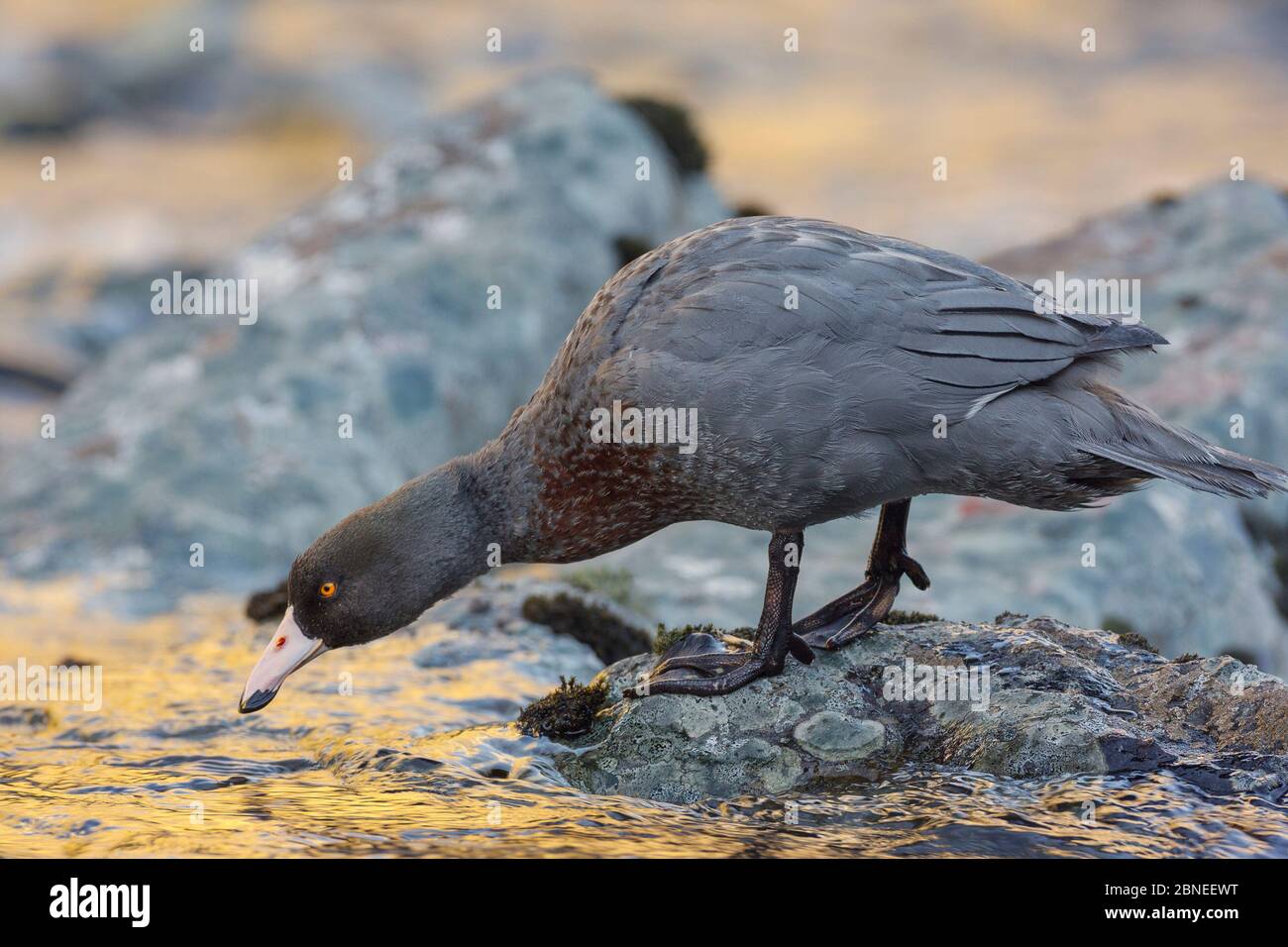 New Zealand Blue duck (Hymenolaimus malacorhynchos) perched on mid