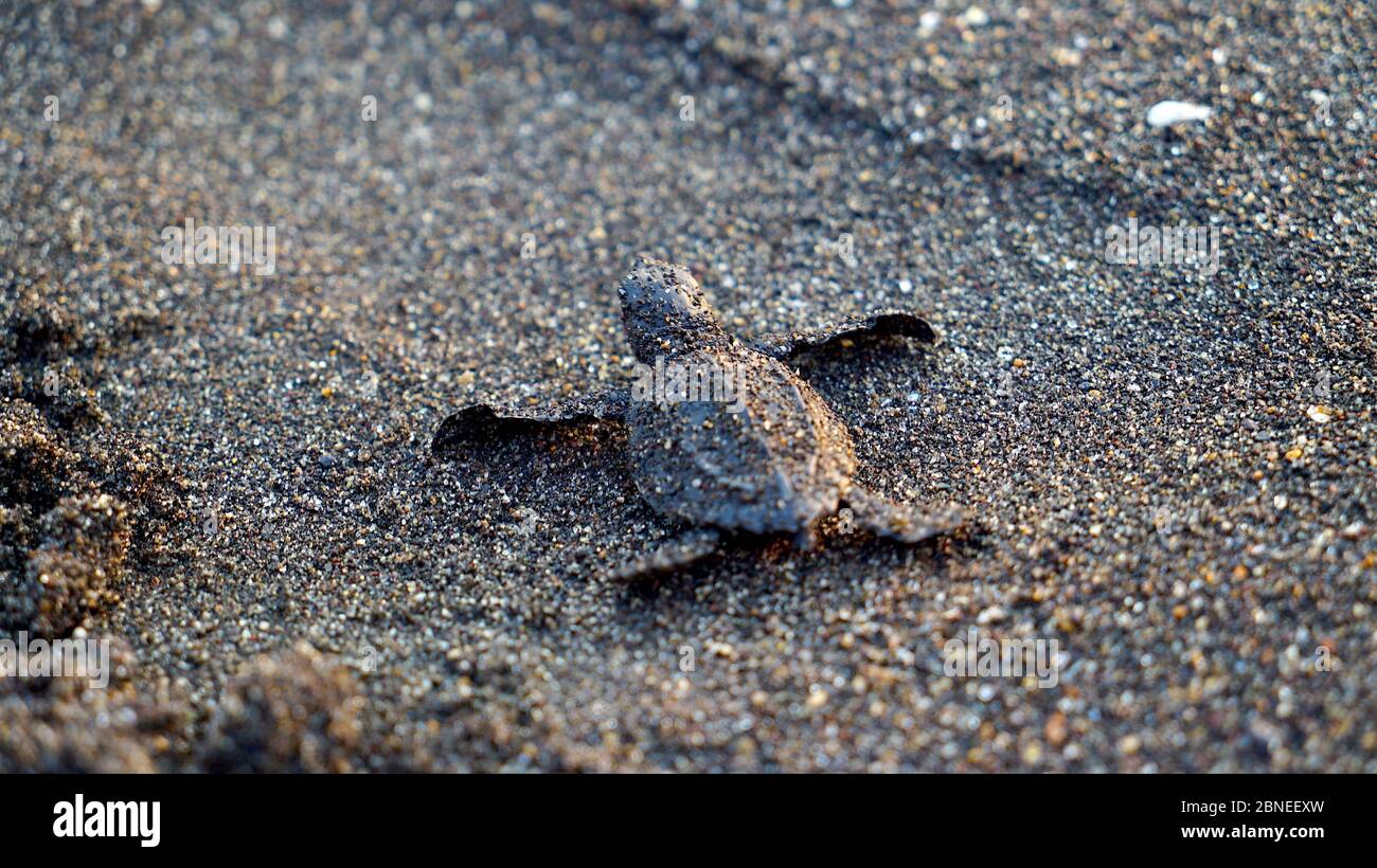 Baby sea turtle released in Monterrico, Guatemala Stock Photo