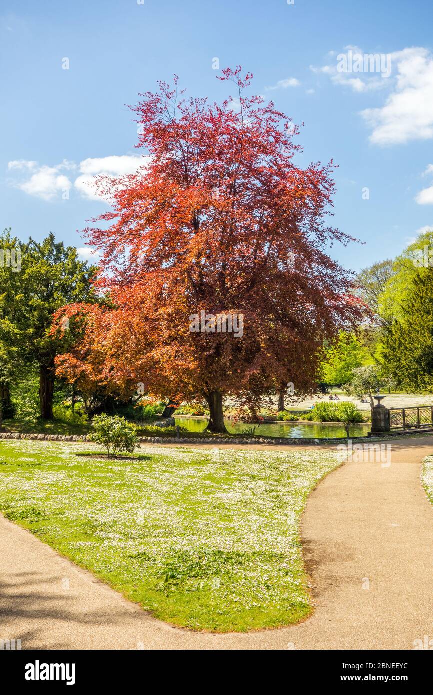Copper Beech (Fagus sylvatica f. purpurea) tree in the pavilion gardens