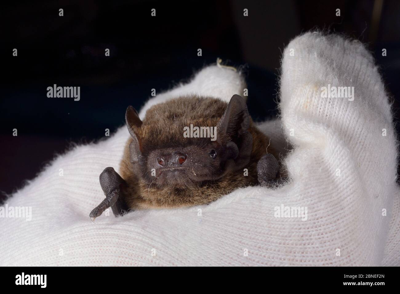 Leisler's / Lesser noctule bat (Nyctalus leisleri) held at North Devon