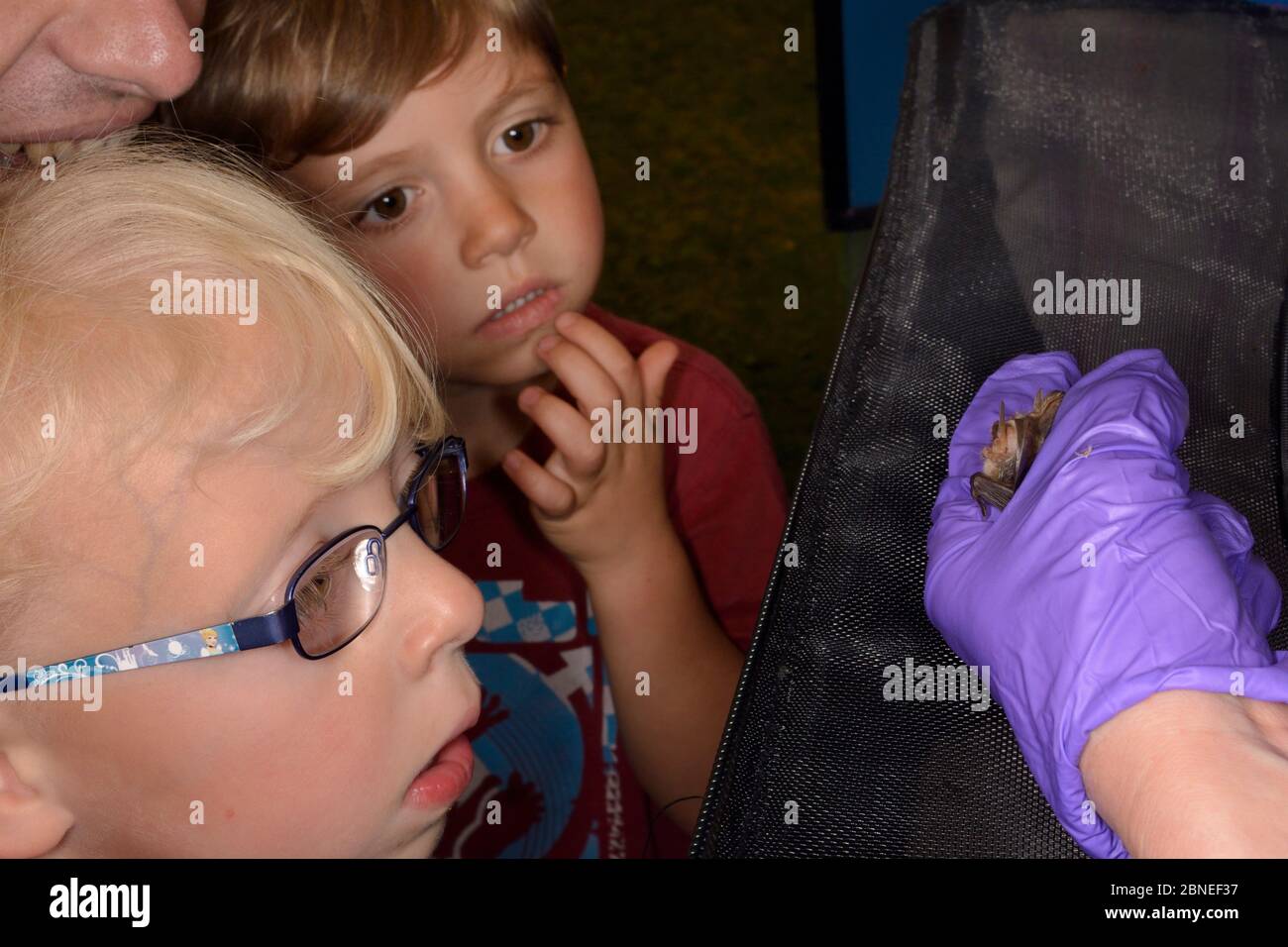 Brown long-eared bat (Plecotus auritus) shown to two children and their father by Samantha Pickering at a public outreach event, Boscastle, Cornwall, Stock Photo