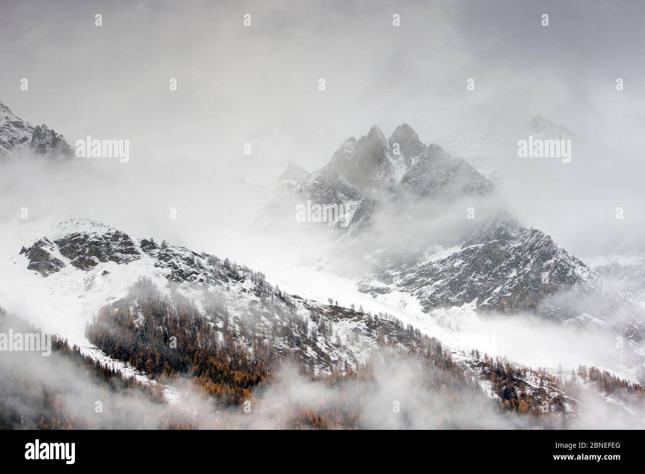 Snow covered mountain sides in Valsavarenche Valley with European larch (Larix decidua) trees in autumn, Gran Paradiso National Parks, Italy, November Stock Photo