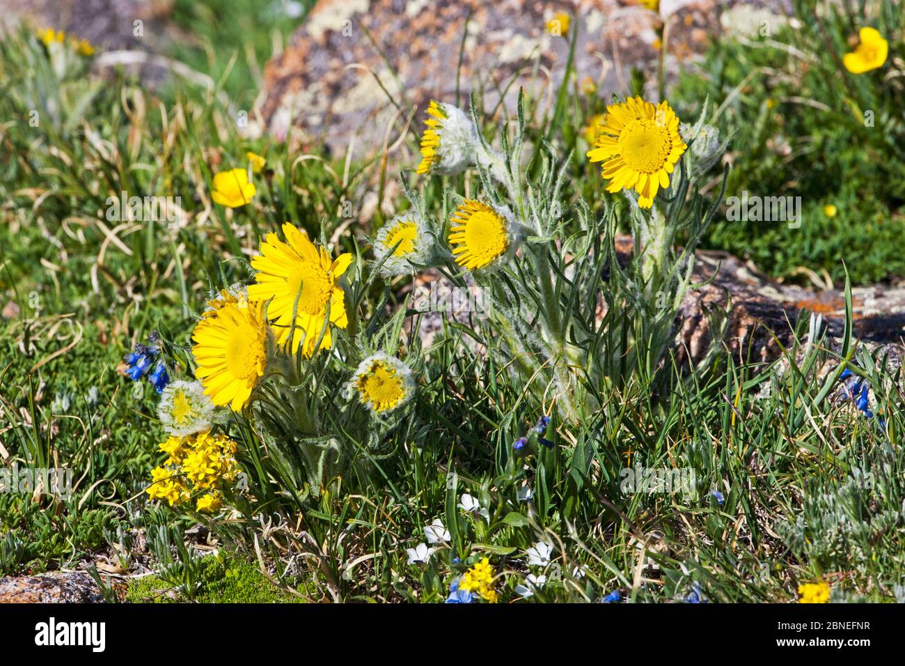Alpine sunflower (Tetraneuris grandiflora) Trailridge Road, Rocky Mountain National Park, Colorado USA June Stock Photo