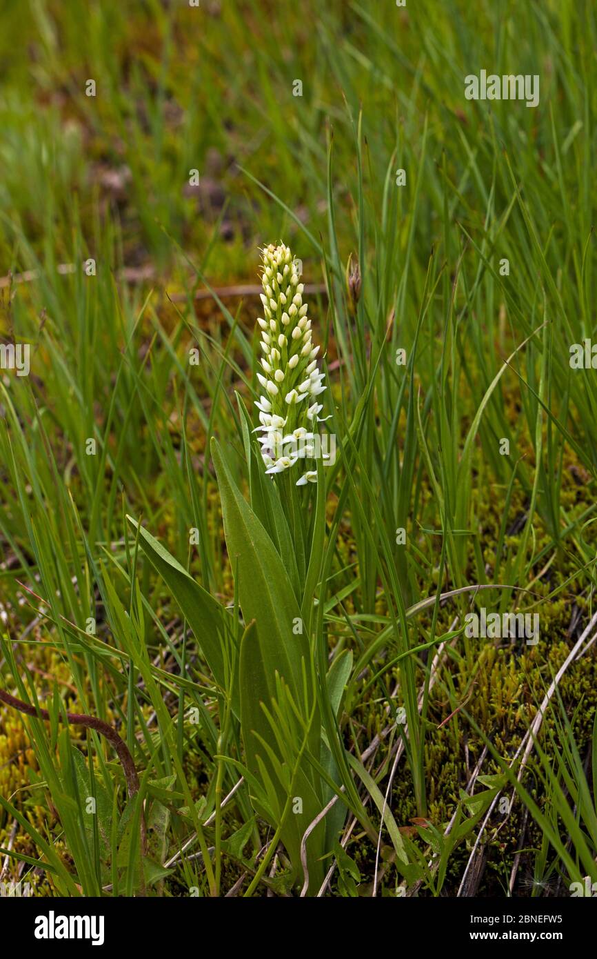 White bog orchid (Platanthera dilatata) The Grand Loop, Yellowstone National Park, Wyoming, USA June Stock Photo