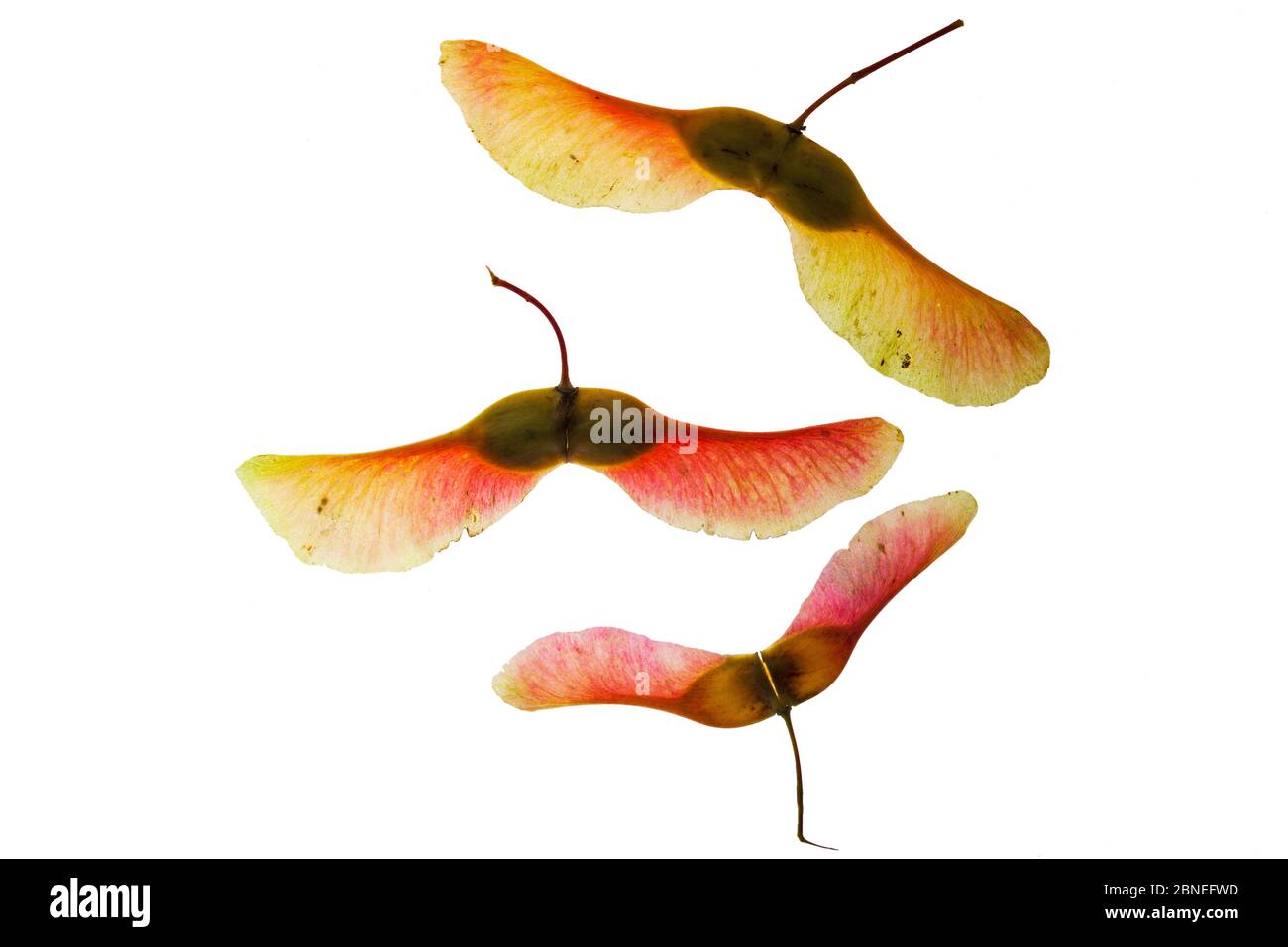 Norway maple (Acer platanoides) seeds on lightbox, Ringwood, Hampshire, UK October Stock Photo
