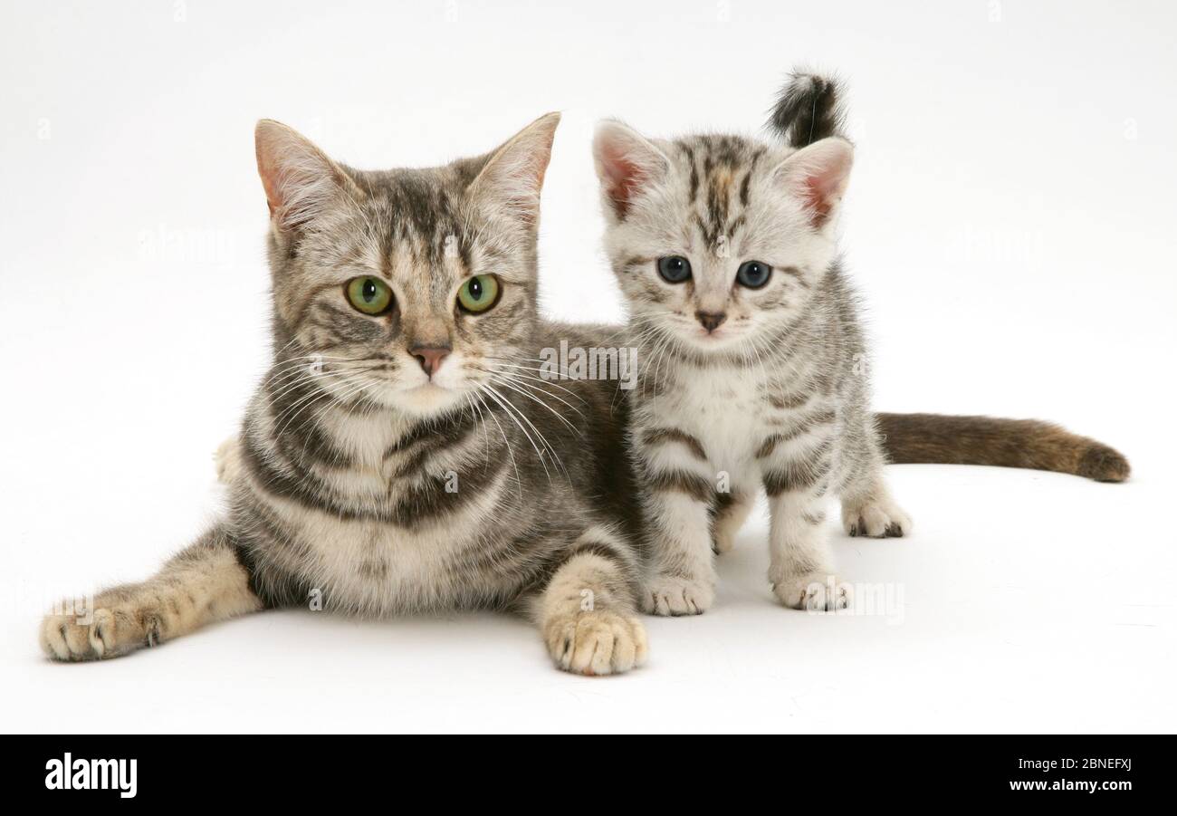 Silver tabby cat with kitten Stock Photo - Alamy