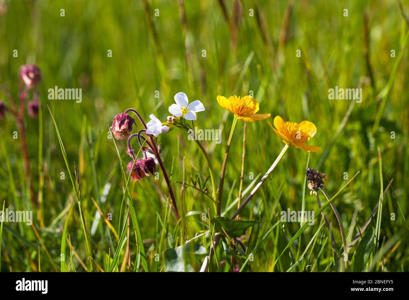 Water avens (Geum rivale) Cuckoo flower (Cardamine pratensis) and Marsh marigold (Caltha palustris) flowering in water meadow, Ringwood, Hampshire, UK Stock Photo