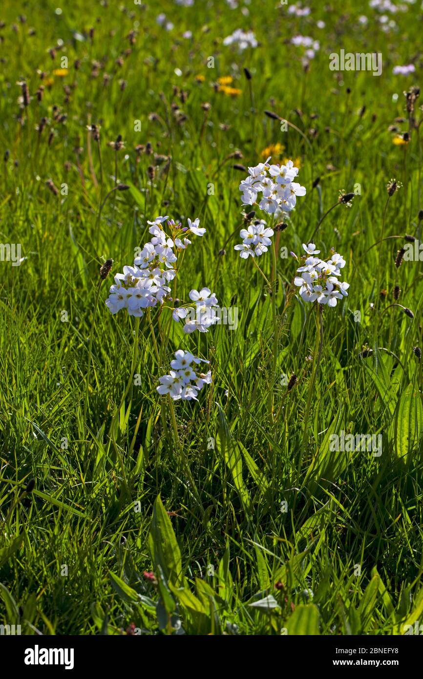 Cuckoo flower (Cardamine pratensis) and Ribwort plaintain (Plantago lanceolata) flowering in water meadows, Ringwood, Hampshire, UK April Stock Photo